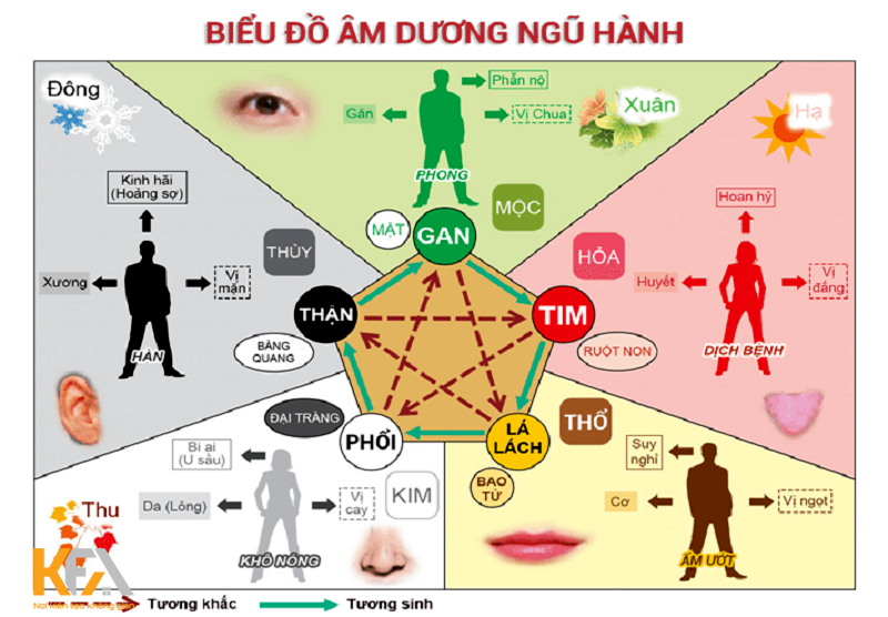 Học Thuyết Ngũ Hành: Khám Phá Quy Luật Tương Sinh và Tương Khắc Áp Dụng ...